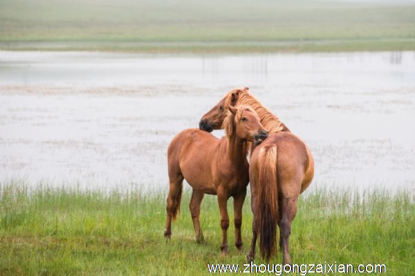 梦见全身披挂的马是什么意思