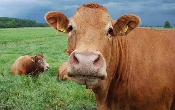 梦见黄牛 大黄牛是什么意思