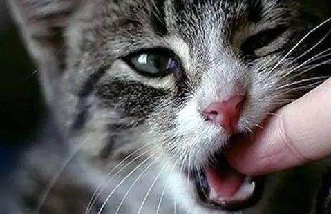 梦见猫咬手臂是什么意思