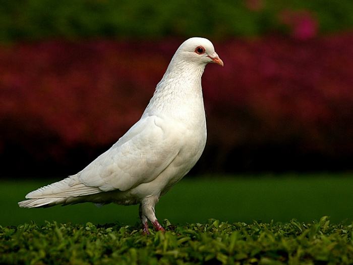 梦见成群一群或许多鸽子是什么意思