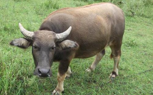 梦见自己家的牛是什么意思