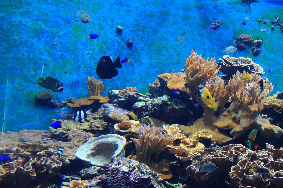 梦见海底世界是什么意思