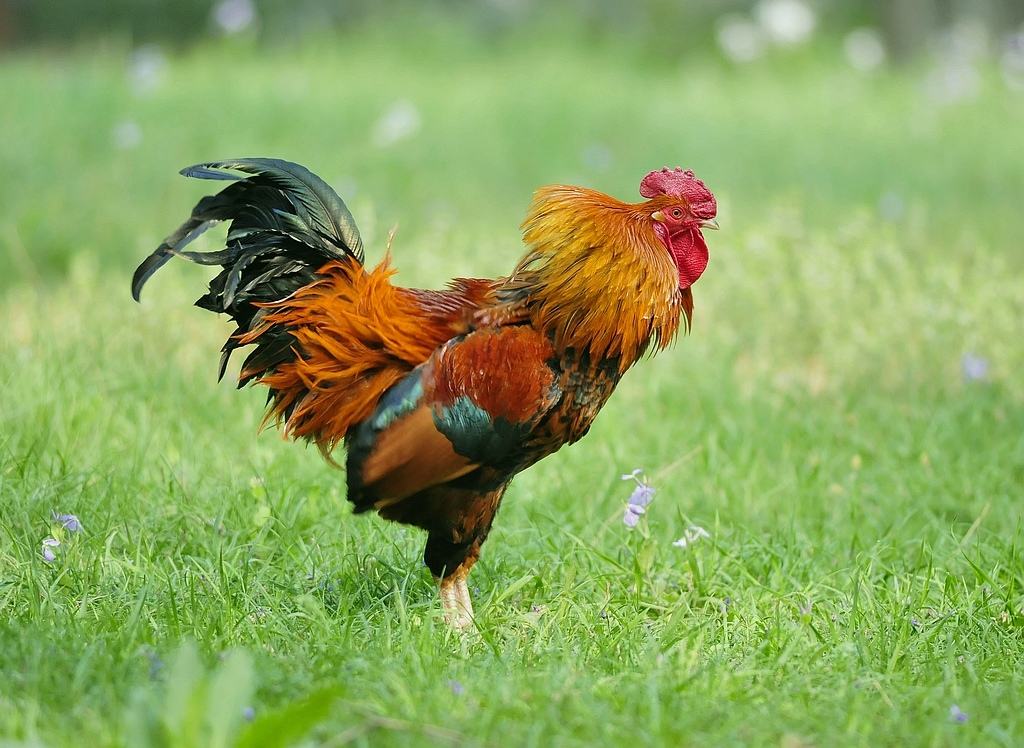 梦见鸡叫 打鸣是什么意思