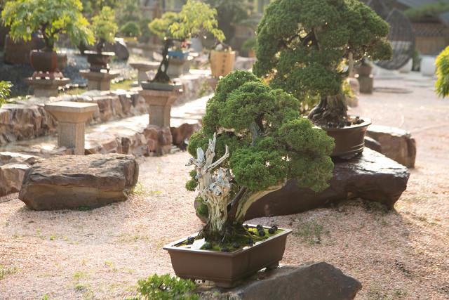 梦见盆景是什么意思