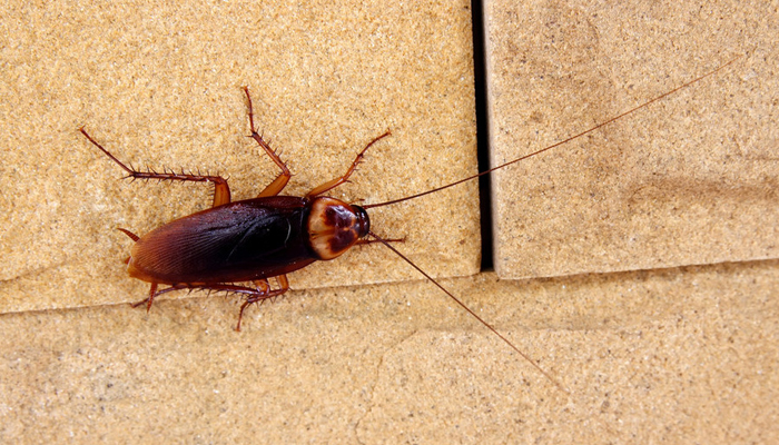 梦见蟑螂成群爬身上是什么意思