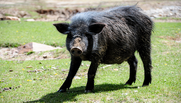 梦见野猎攻击是什么意思