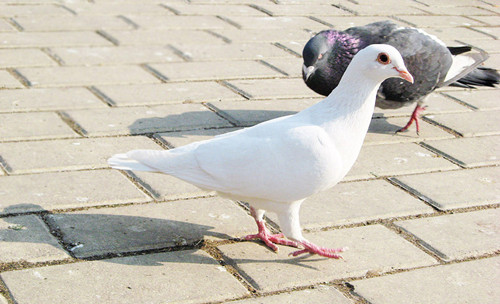 梦见鸽子血是什么意思