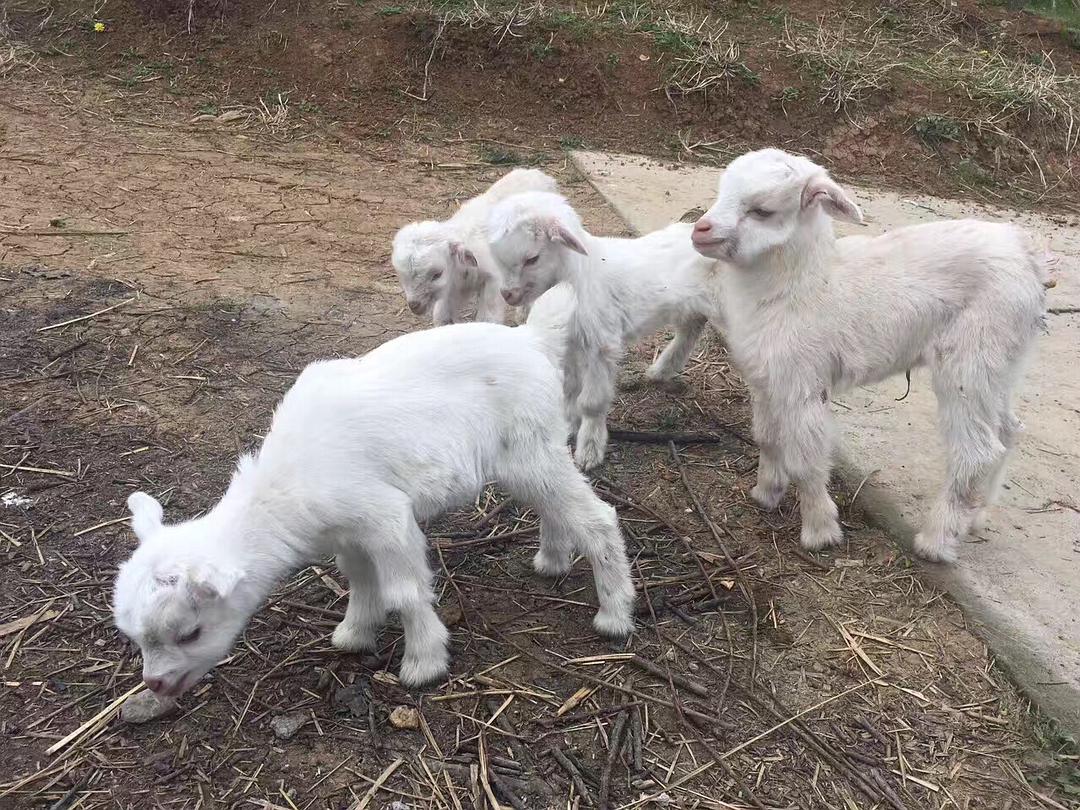 梦见羊生好多小羊羔是什么意思