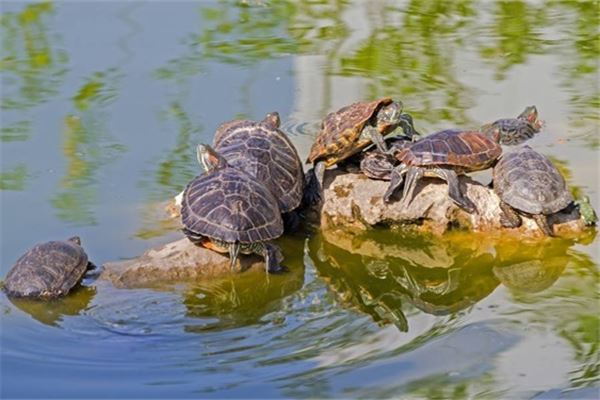 梦见甲鱼咬手是什么意思