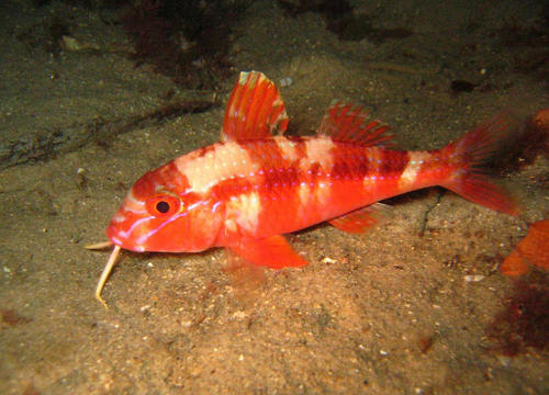 梦见好多红色的鱼和水是什么意思