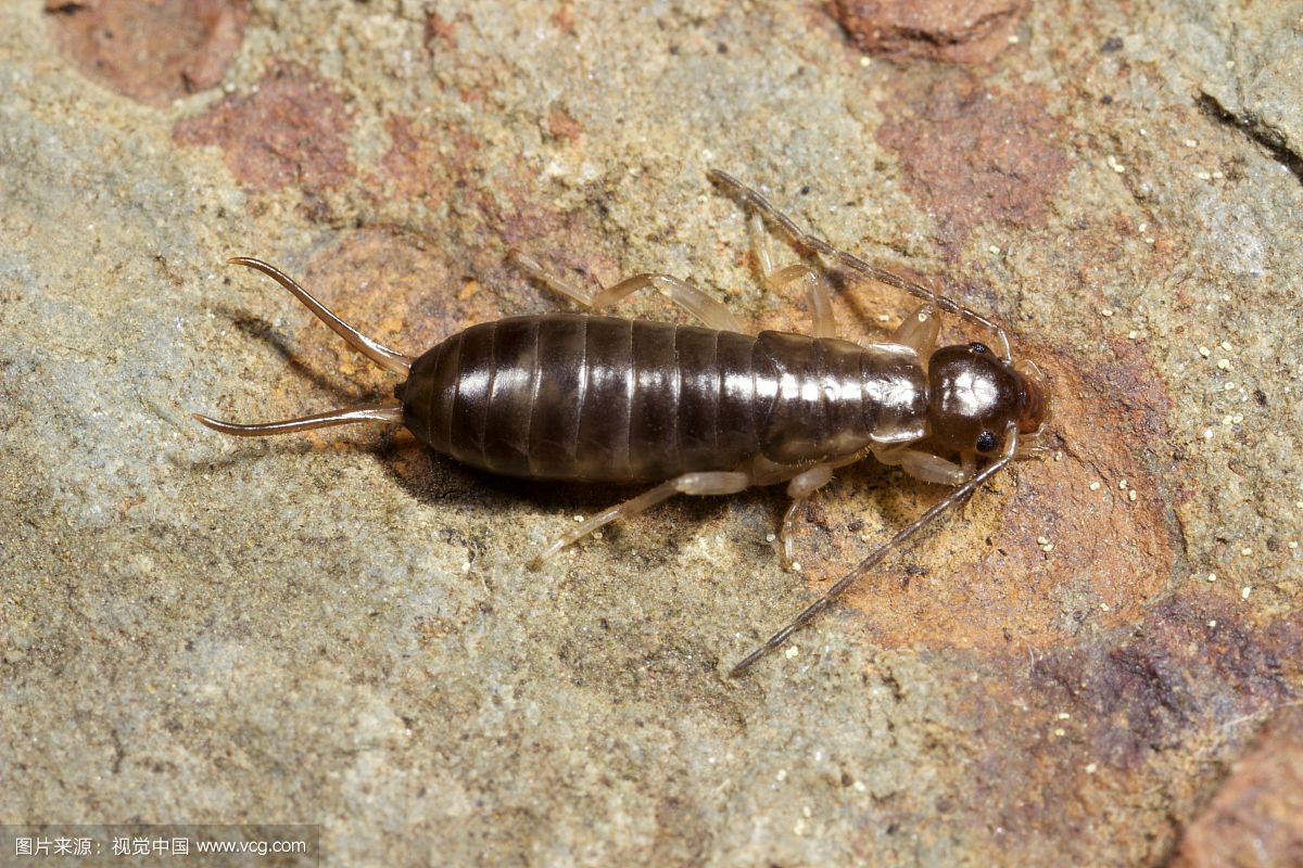 梦见有毒的虫是什么意思