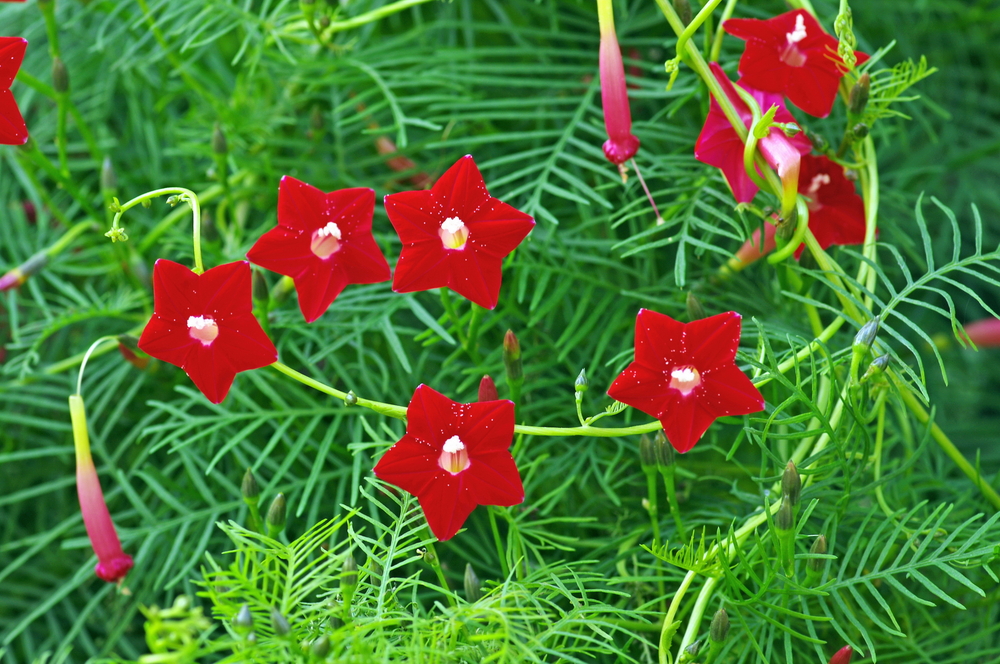 梦见头上插花是什么意思