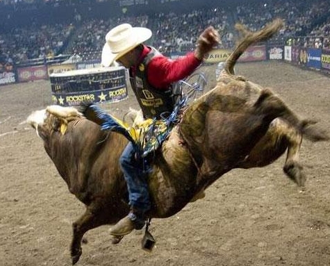 梦见牛来撞我是什么意思