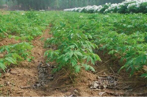 梦见种天麻是什么意思