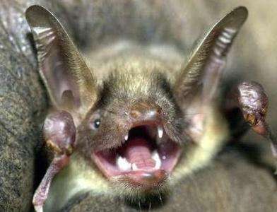 梦见蝙蝠咬人是什么意思