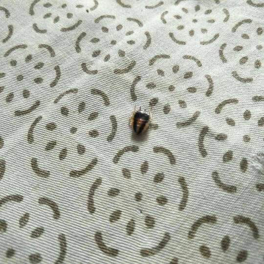 做梦梦到自己床上有很多虫子是什么意思