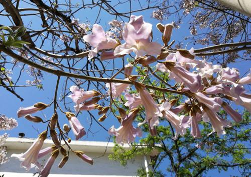 梦见自己爬树树下开花是什么意思