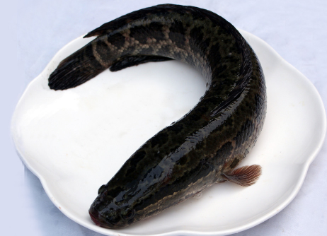 梦见黑鱼是什么意思