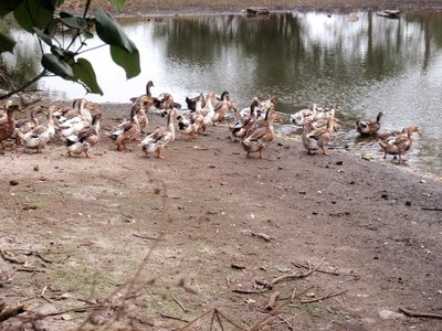 梦见鸭子是什么意思