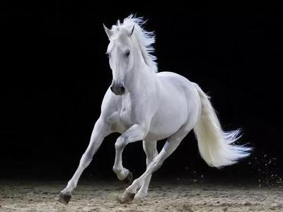 梦见骑白马是什么意思