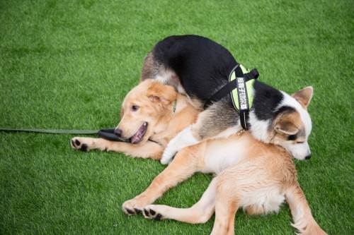 梦见烧死狗是什么意思