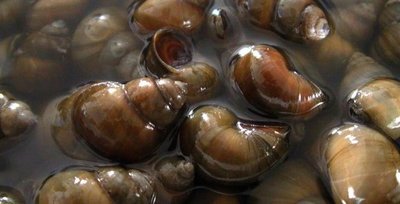 孕妇梦见田螺是什么意思