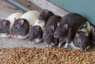 梦见打死好几只老鼠是什么意思