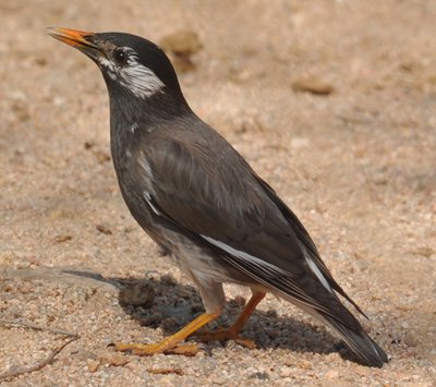 梦见鸟屎掉到头上是什么意思