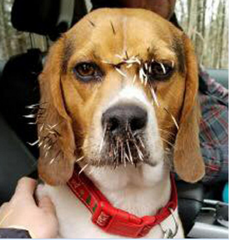 梦见脸心扎刺是什么意思