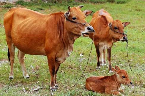 梦见卖牛是什么意思