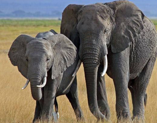 梦见大象在水里是什么意思