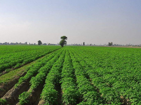 梦见播种、种地、种植