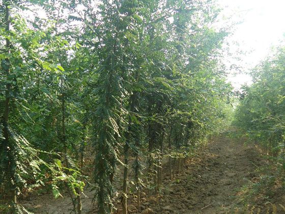 梦见皂角树是什么意思