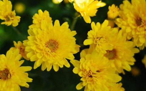 孕妇梦见菊花是什么意思