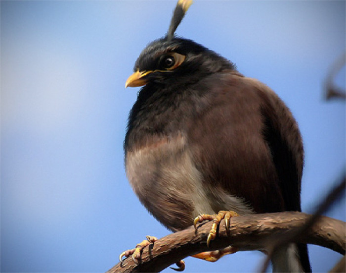 梦见黑鸟是什么意思