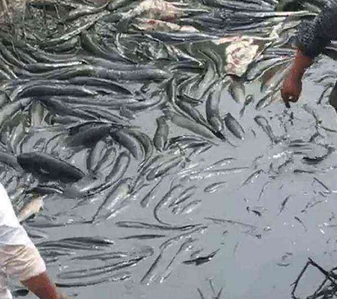 梦见好多鲶鱼是什么意思