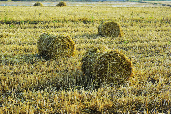 梦见麦草垛是什么意思