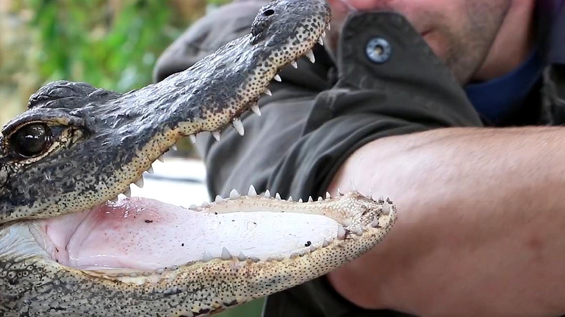 梦见鳄鱼咬自己是什么意思