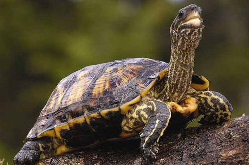 梦见捉乌龟是什么意思