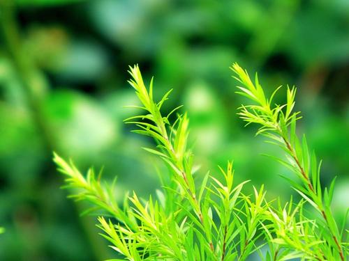 梦见自己吃草是什么意思