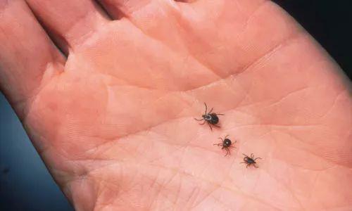 梦见蜱虫咬住大拇指是什么意思