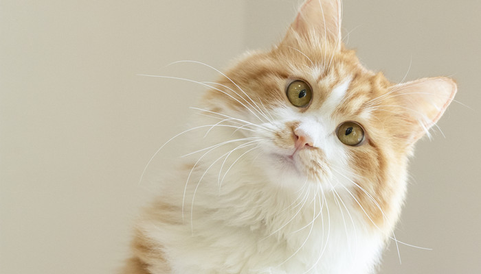 梦见猫拉屎是什么意思