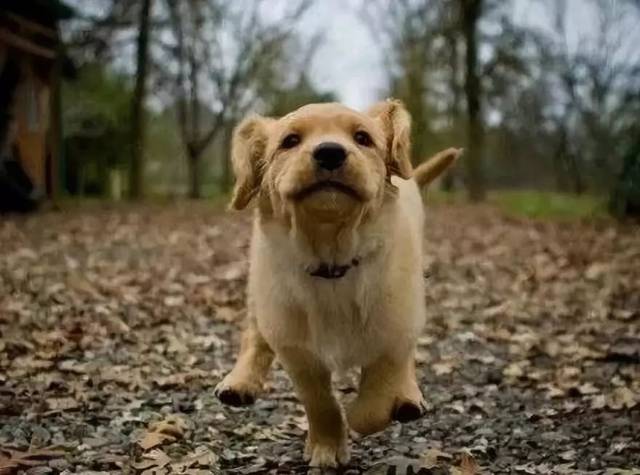 梦见被多只狗围堵是什么意思