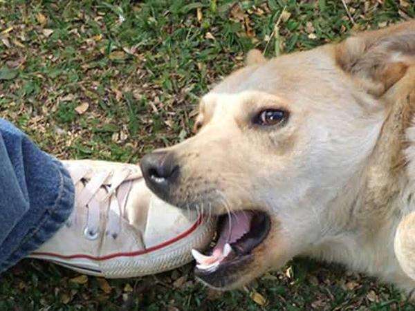 梦见妻子被狗咬死了是什么意思