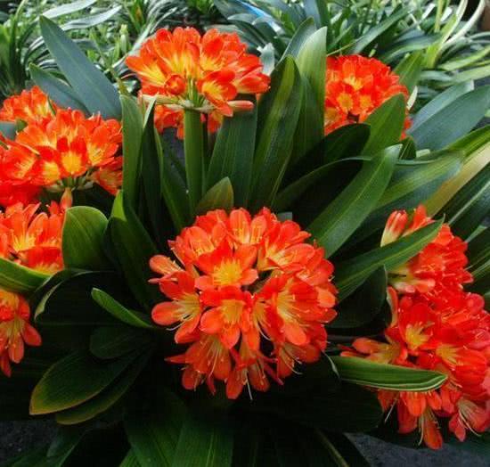 梦见花盆里的君子兰开红花是什么意思