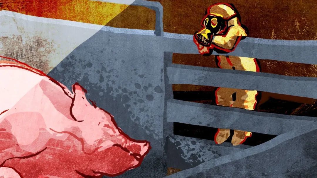 梦见猪被杀复活起来跑是什么意思