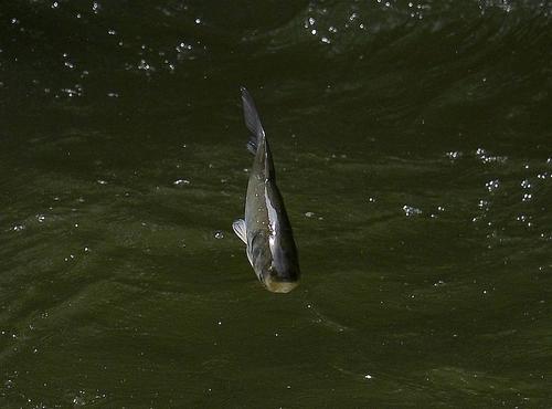 梦见好多好多鱼往山上走是什么意思