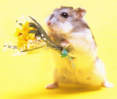 梦见刚刚出生的小老鼠是什么意思