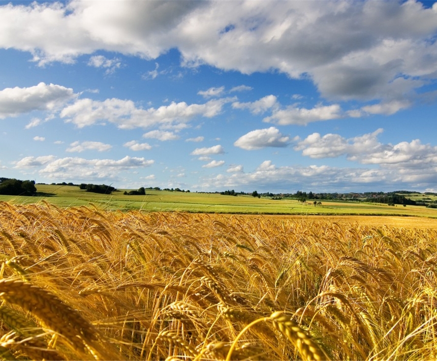 虎年桃花绽放 依旧想念 浪漫牵手真爱的三大属相