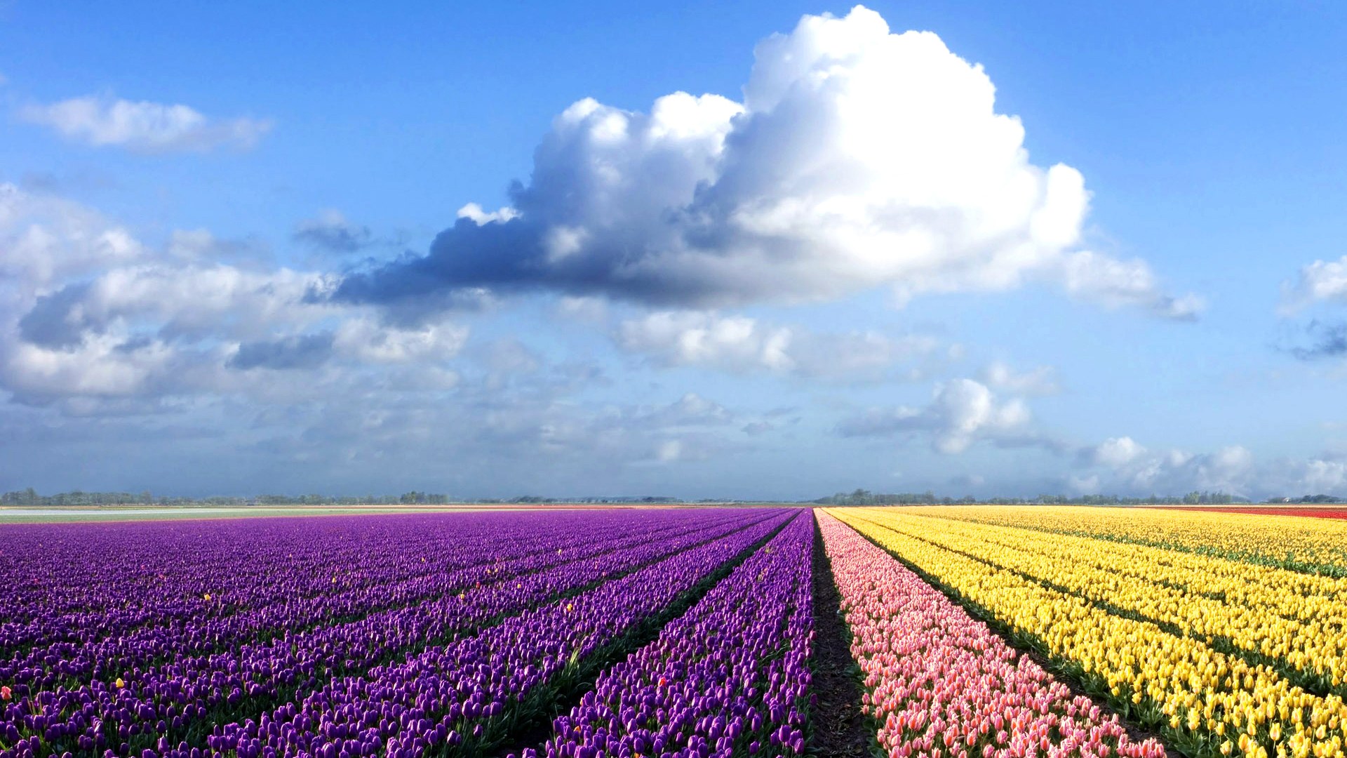 属猪的人在家中不能做什么 风水禁忌有哪些